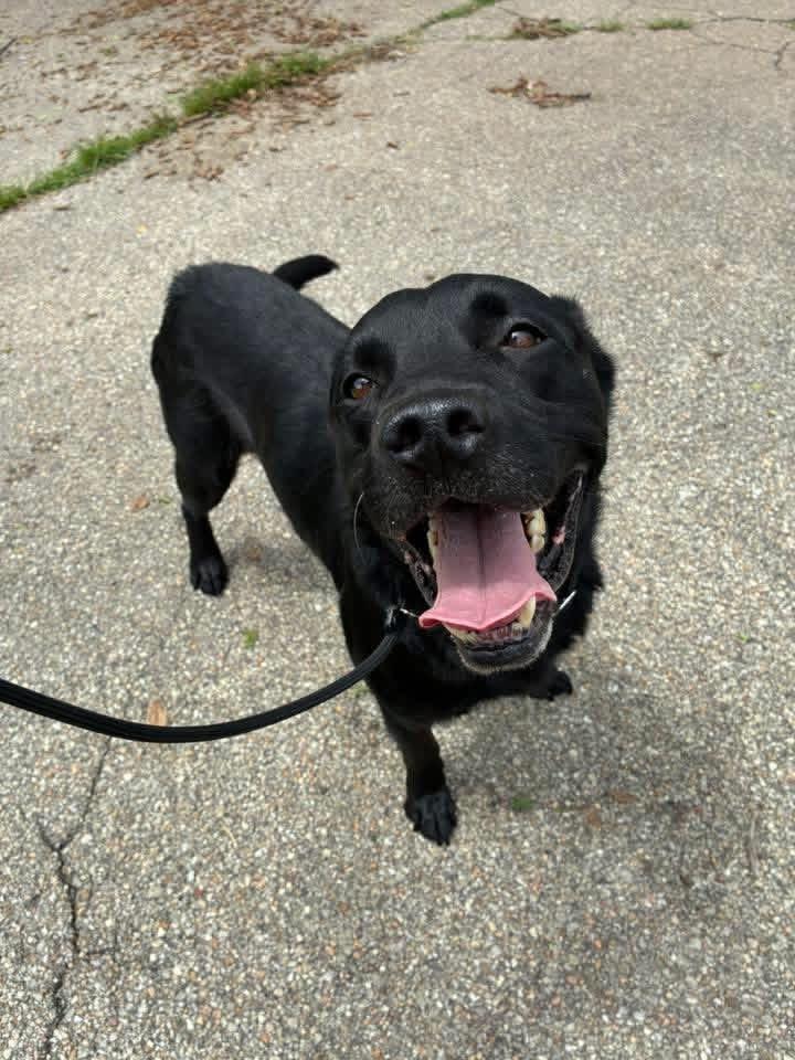 Bo, a ADOPTABLE Black Labrador Retriever in Manhattan, KS image 1/5