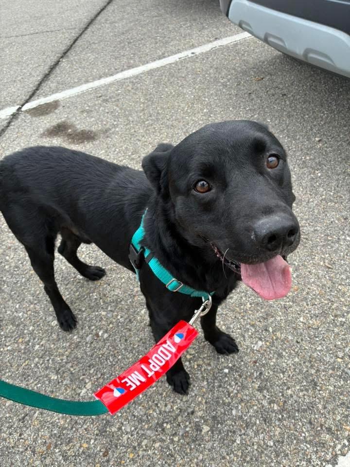 Bo, a ADOPTABLE Black Labrador Retriever in Manhattan, KS image 4/5