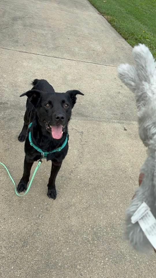 Bo, a ADOPTABLE Black Labrador Retriever in Manhattan, KS image 2/5