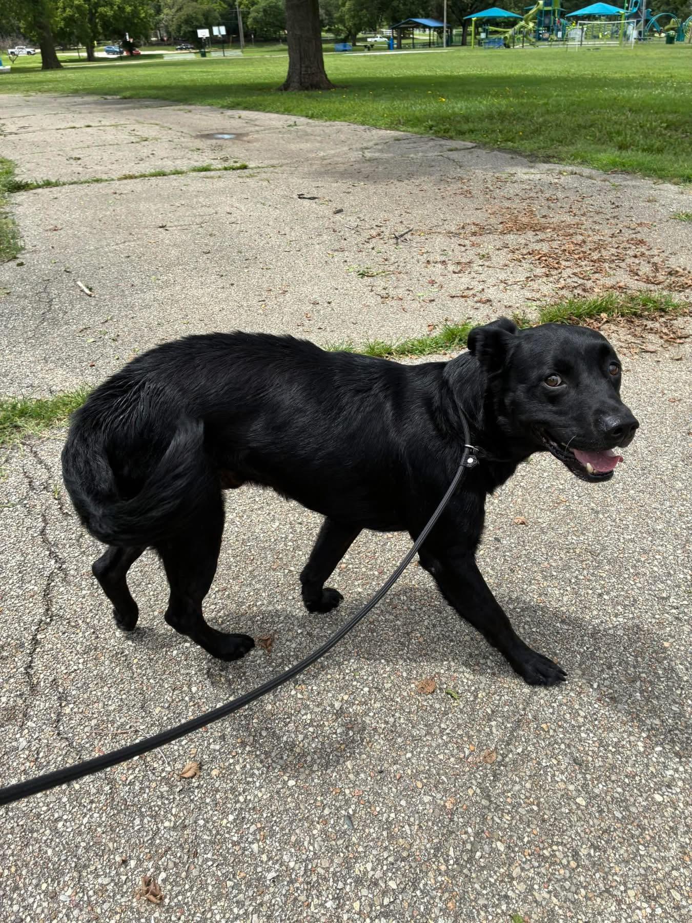 Bo, a ADOPTABLE Black Labrador Retriever in Manhattan, KS image 3/5