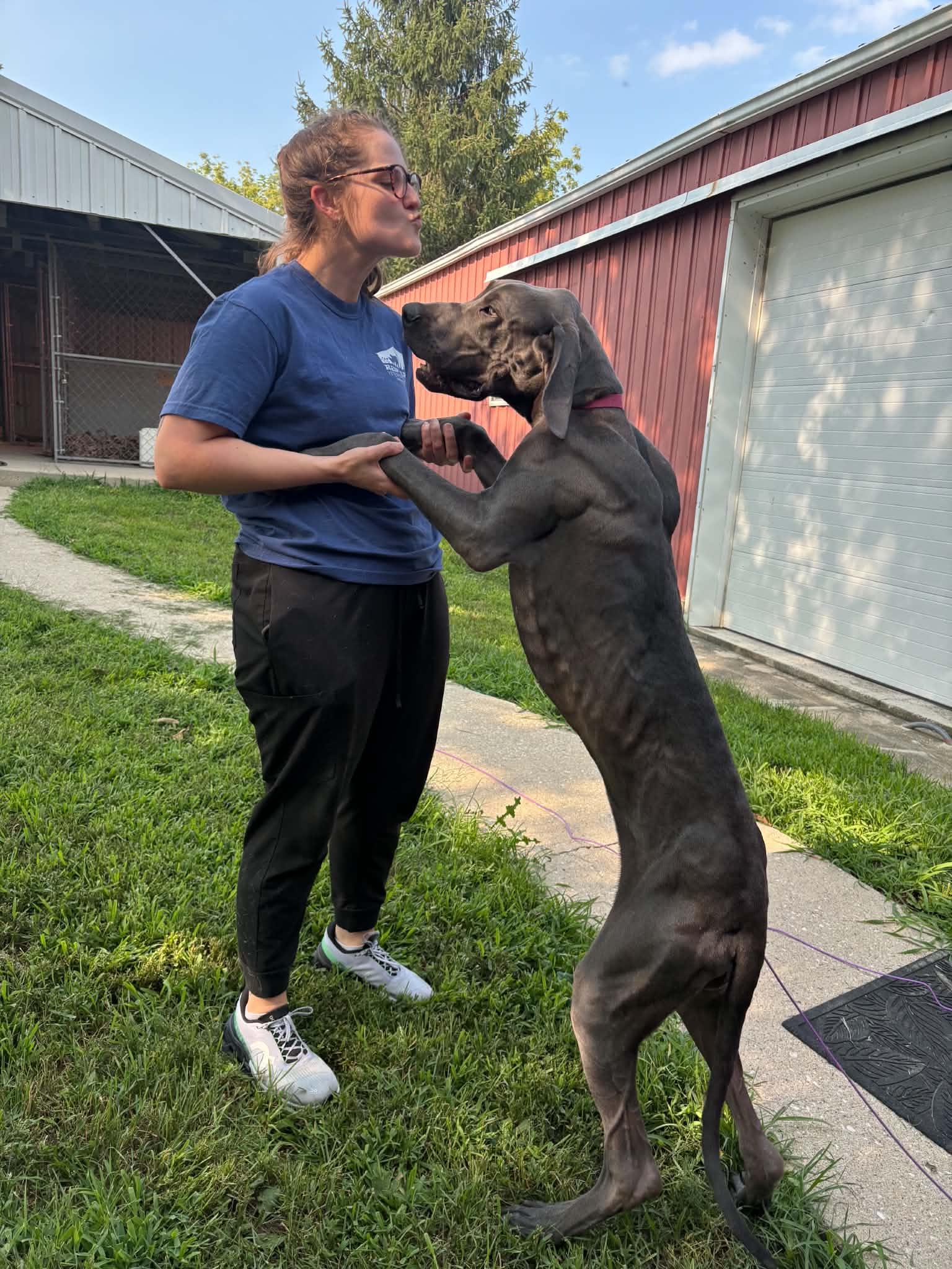 Enlarge Jemma, a ADOPTABLE Great Dane in Creston, IA image 2/4