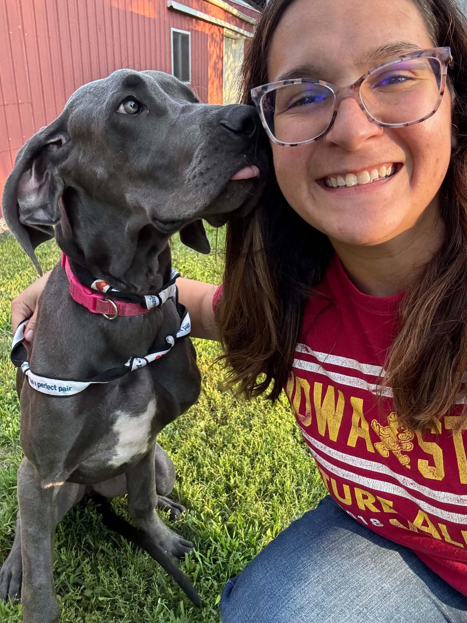 Jemma, ADOPTABLE, Young Female Great Dane.