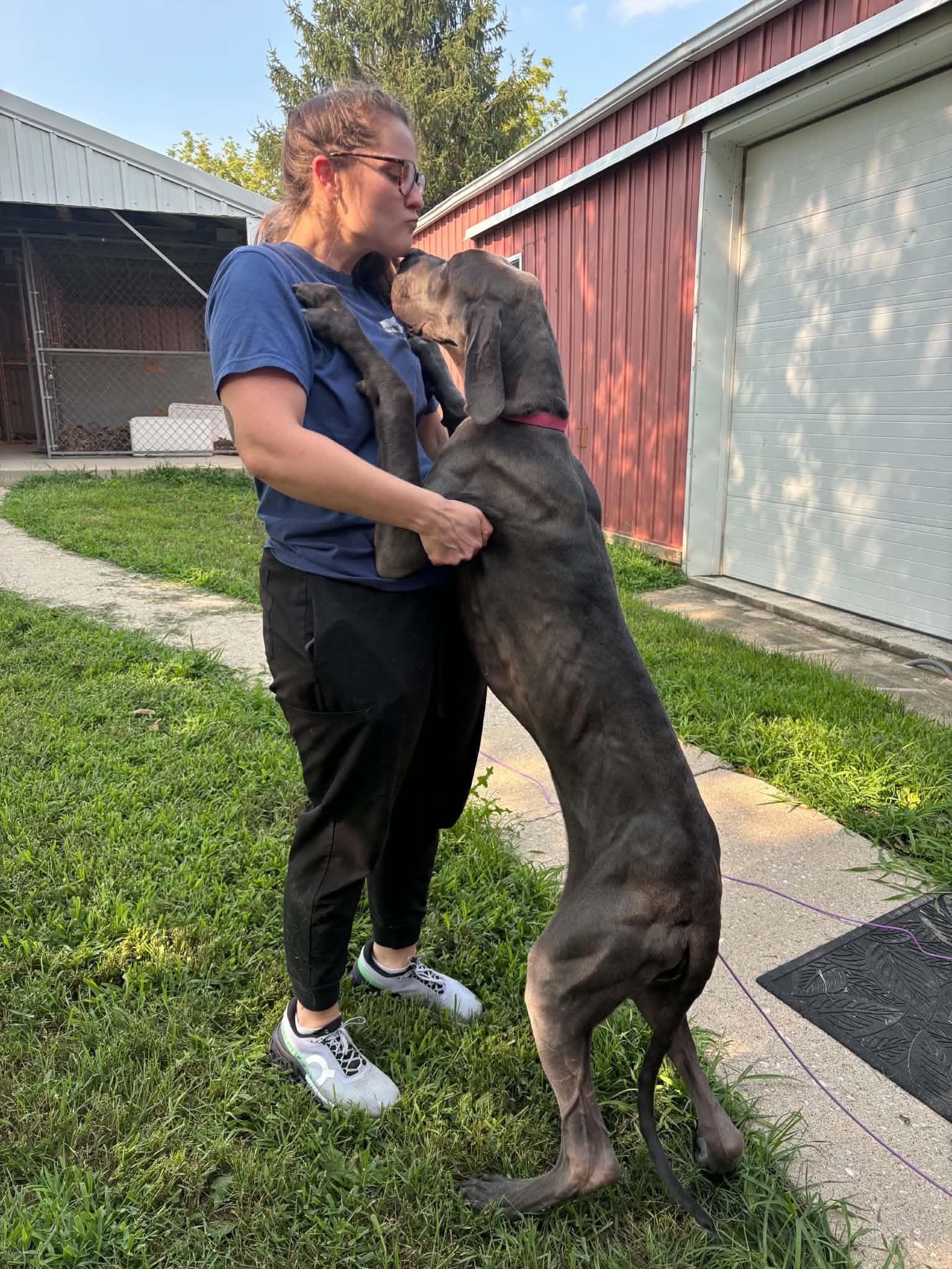 Enlarge Jemma, a ADOPTABLE Great Dane in Creston, IA image 3/4