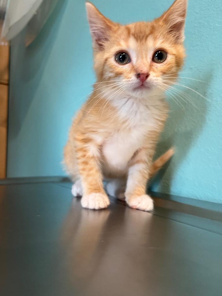 Enlarge Tigger, a Adoptable mixed breed in Ashland, WI image 1/1