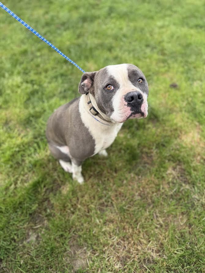 Enlarge Athena, a ADOPTABLE Pit Bull Terrier in Oakdale, CA image 1/1