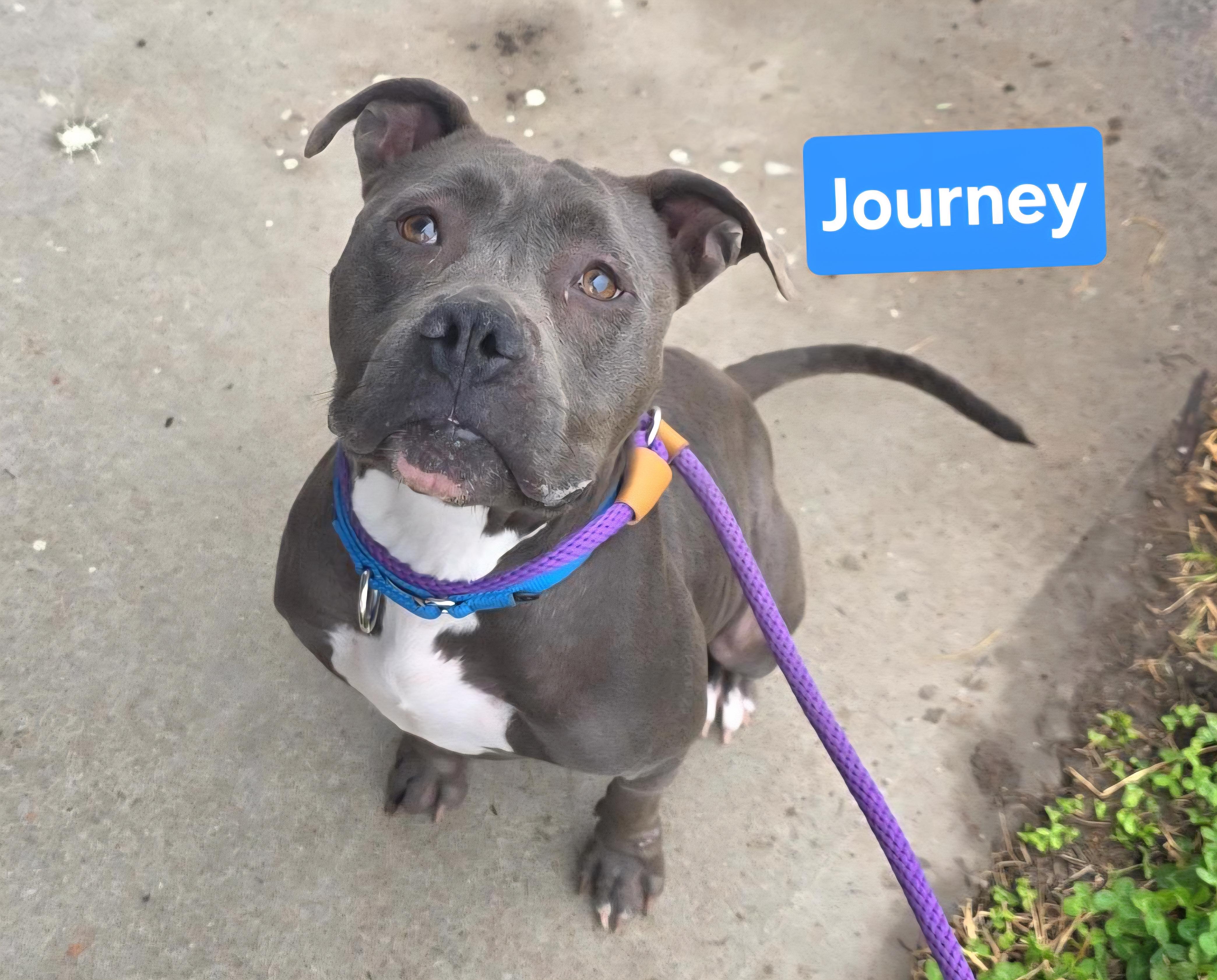 Journey, Adoptable, Adult Female Terrier.