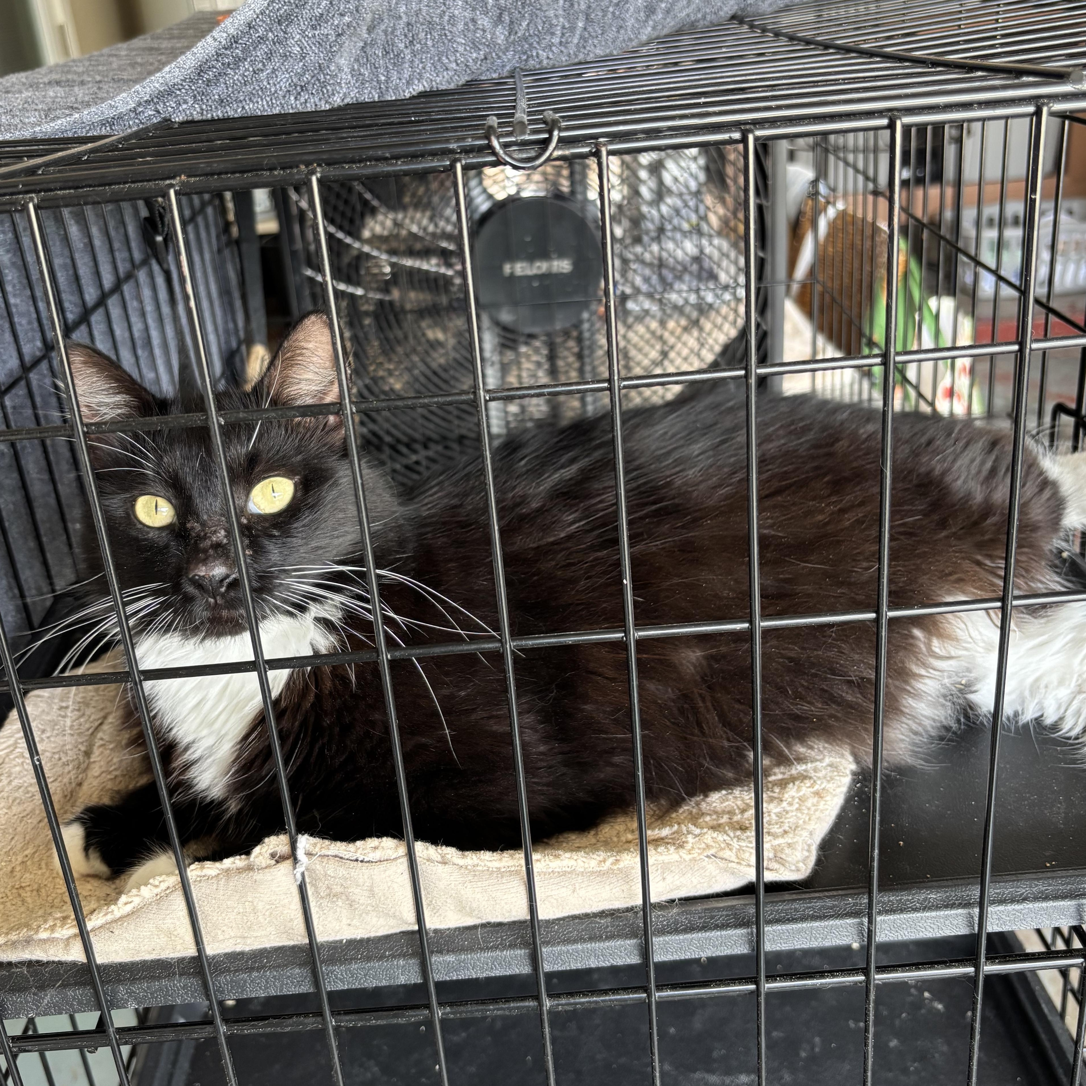 Enlarge Panda, a Adoptable mixed breed in Houston, TX image 6/6