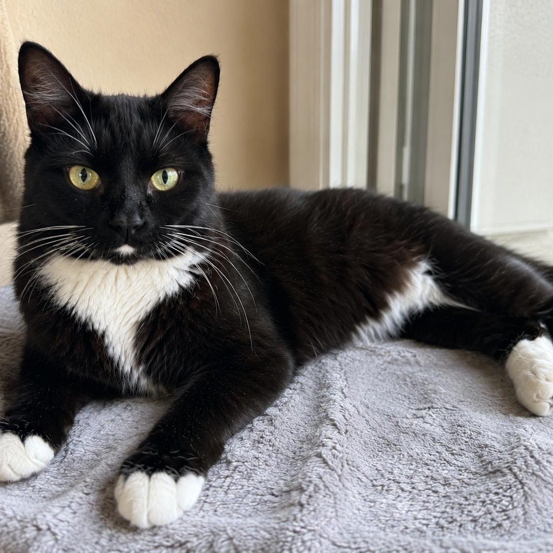 Enlarge Panda, a Adoptable mixed breed in Houston, TX image 4/6