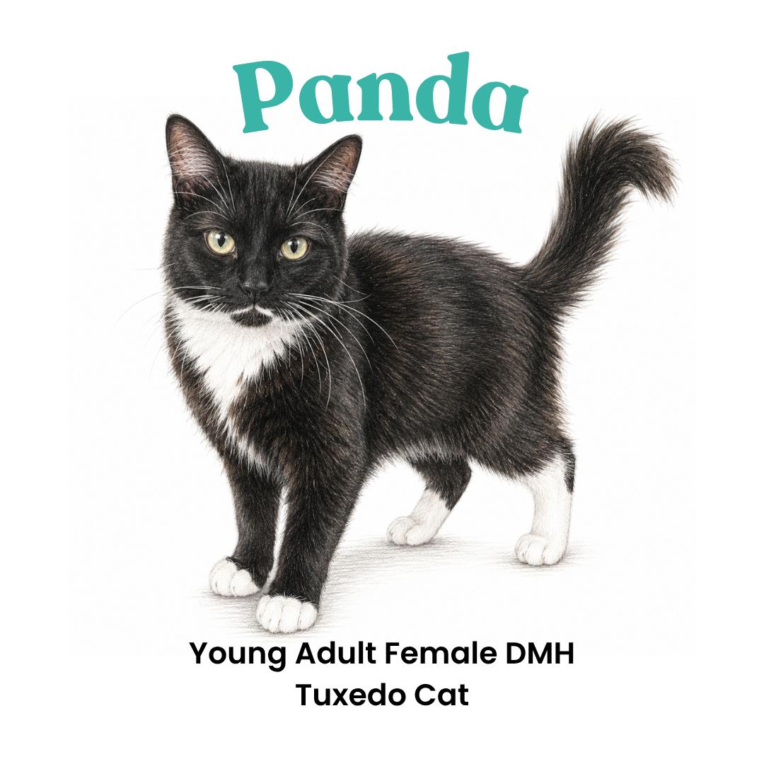 Enlarge Panda, a Adoptable mixed breed in Houston, TX image 3/6
