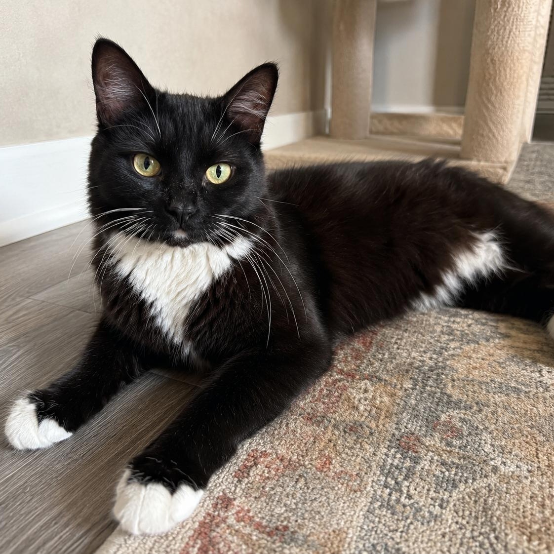 Enlarge Panda, a Adoptable mixed breed in Houston, TX image 2/6