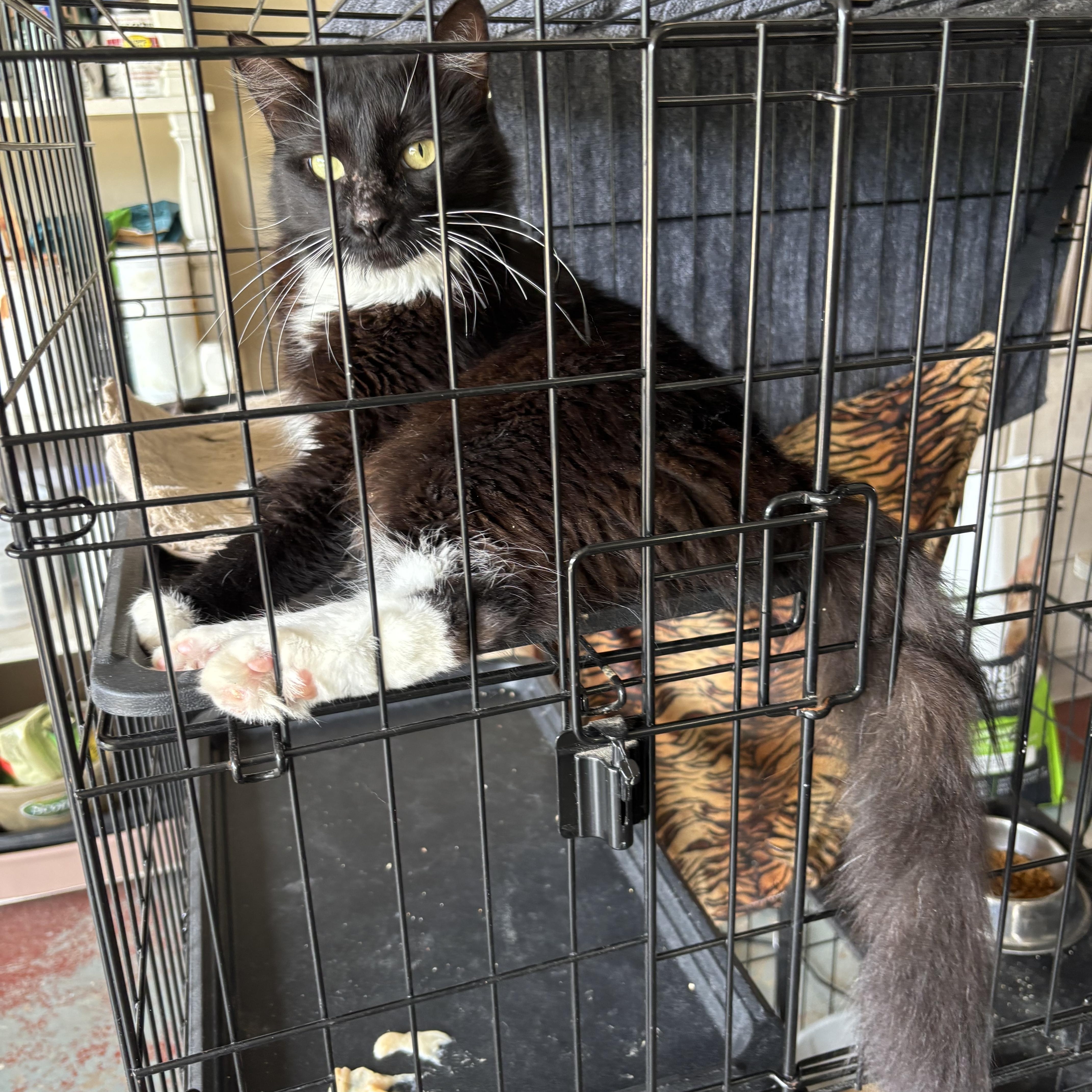 Enlarge Panda, a Adoptable mixed breed in Houston, TX image 5/6