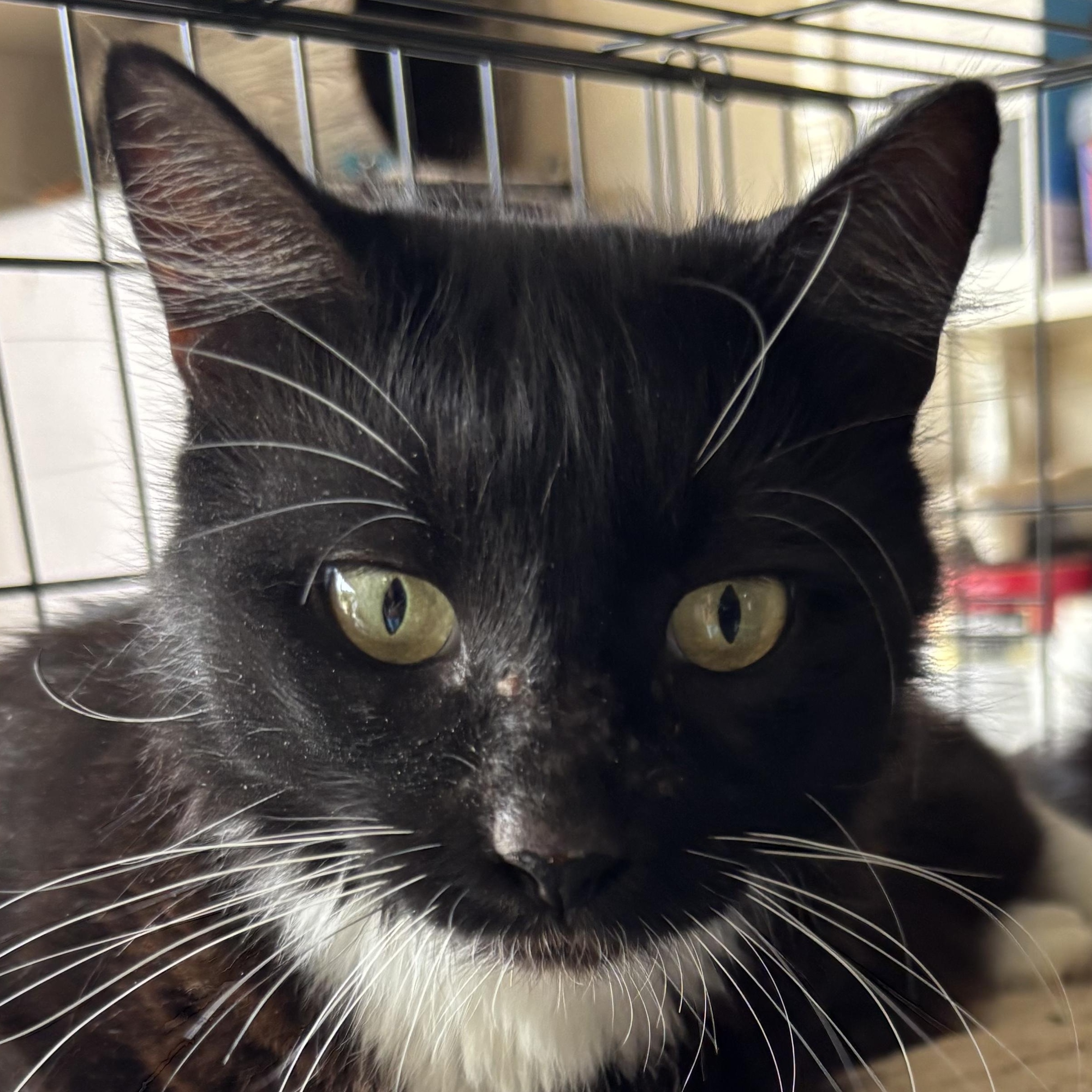 Panda, Adoptable, Young Female Domestic Short Hair & Tuxedo.