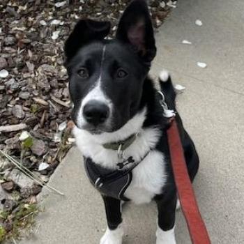 Shadow, Adoptable, Adult Female Border Collie & Mixed Breed.