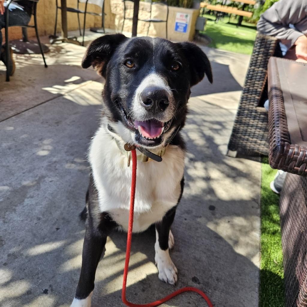 Enlarge Shadow, a Adoptable mixed breed in Oceanside, CA image 6/6