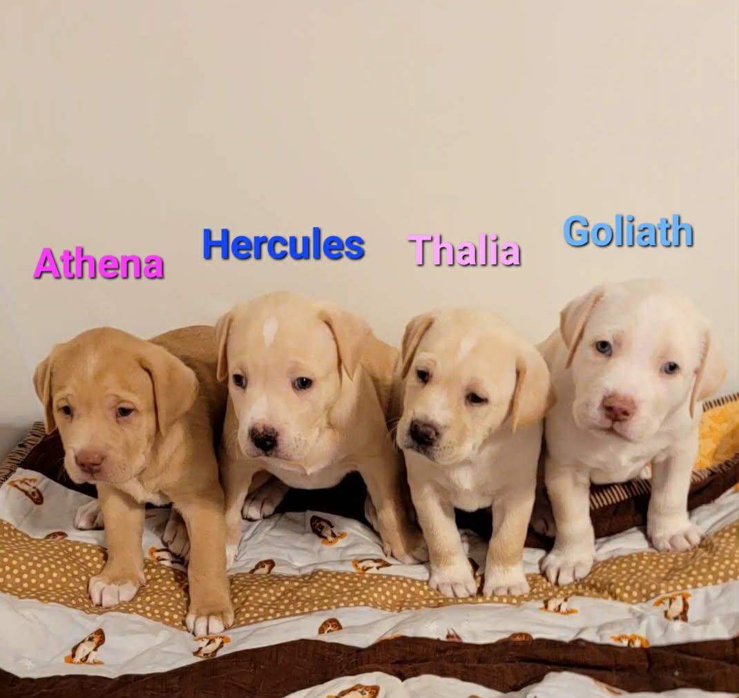 Enlarge Athena, a Adopted mixed breed in West Des Moines, IA image 2/2