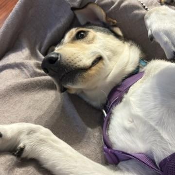 Kalqari (20250224-22)