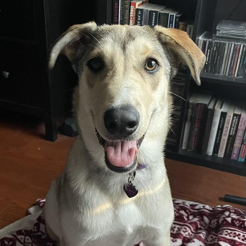 Kalqari (20250224-22), an adoptable Shepherd, Husky in Toronto, ON, M5H 2N2 | Photo Image 1