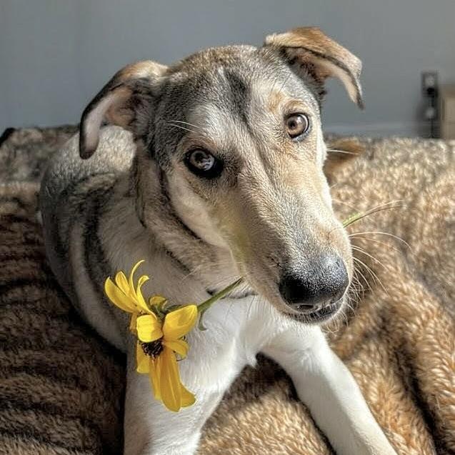 Kalqari (20250224-22) — thumbnail 4