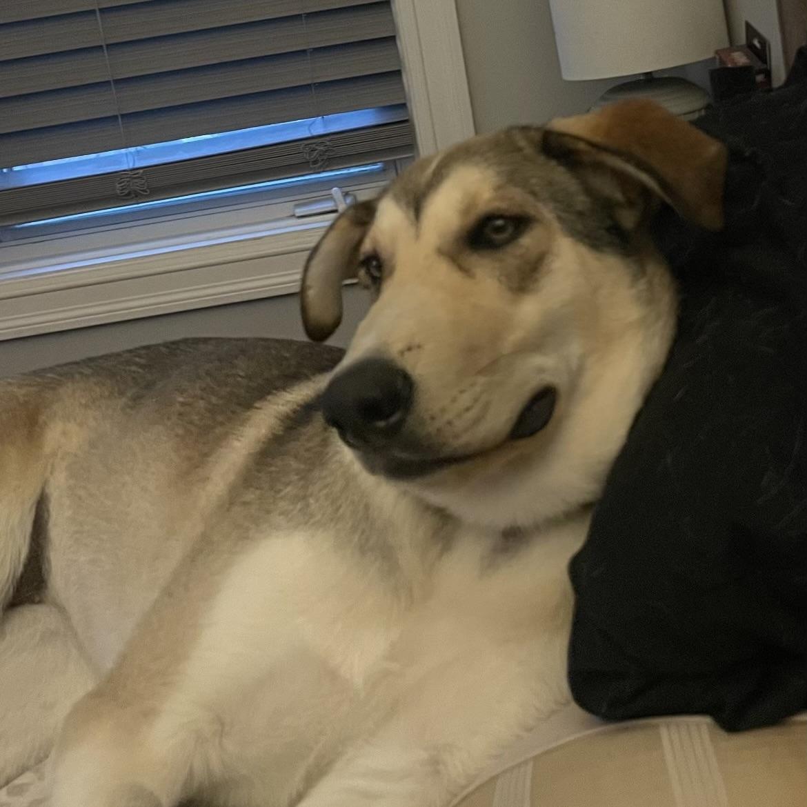 Kalqari (20250224-22), an adoptable Shepherd, Husky in Toronto, ON, M5H 2N2 | Photo Image 3