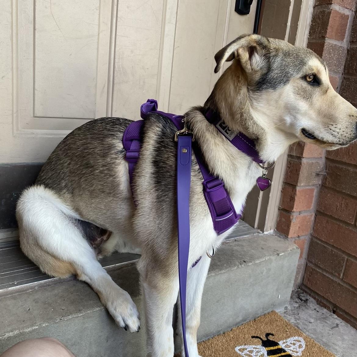 Kalqari (20250224-22), an adoptable Shepherd, Husky in Toronto, ON, M5H 2N2 | Photo Image 4
