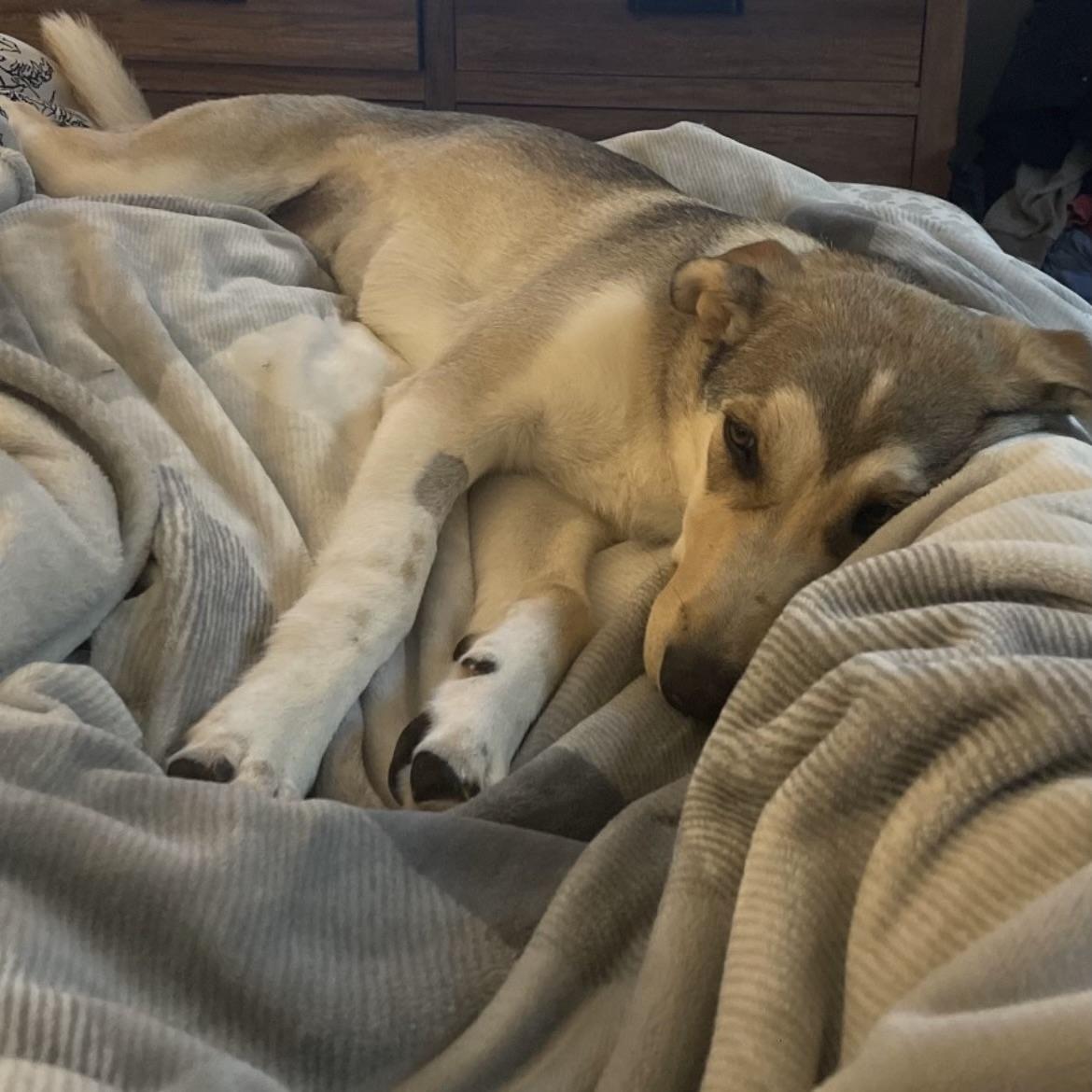 Kalqari (20250224-22), an adoptable Shepherd, Husky in Toronto, ON, M5H 2N2 | Photo Image 5