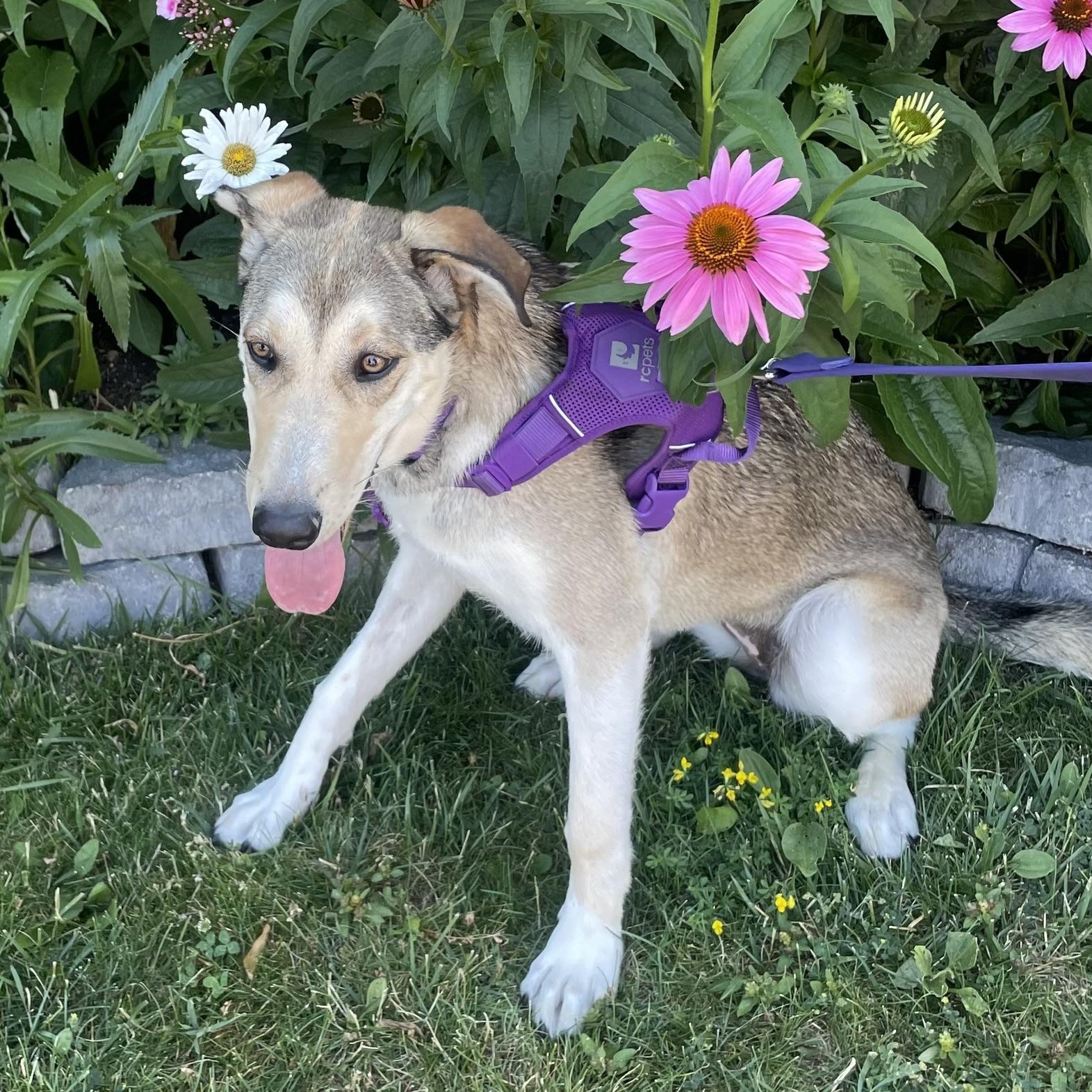 Kalqari (20250224-22), an adoptable Shepherd, Husky in Toronto, ON, M5H 2N2 | Photo Image 2