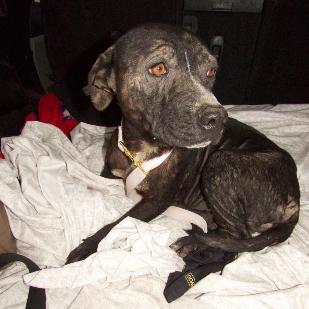 Enlarge Phoenix, a Adoptable American Staffordshire Terrier in San Antonio, TX image 1/4