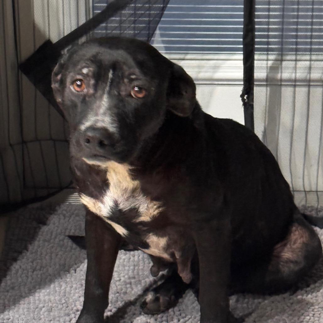 Enlarge Phoenix, a Adoptable American Staffordshire Terrier in San Antonio, TX image 2/4