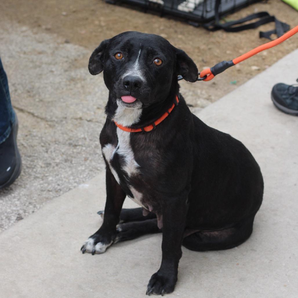 Enlarge Phoenix, a Adoptable American Staffordshire Terrier in San Antonio, TX image 3/4