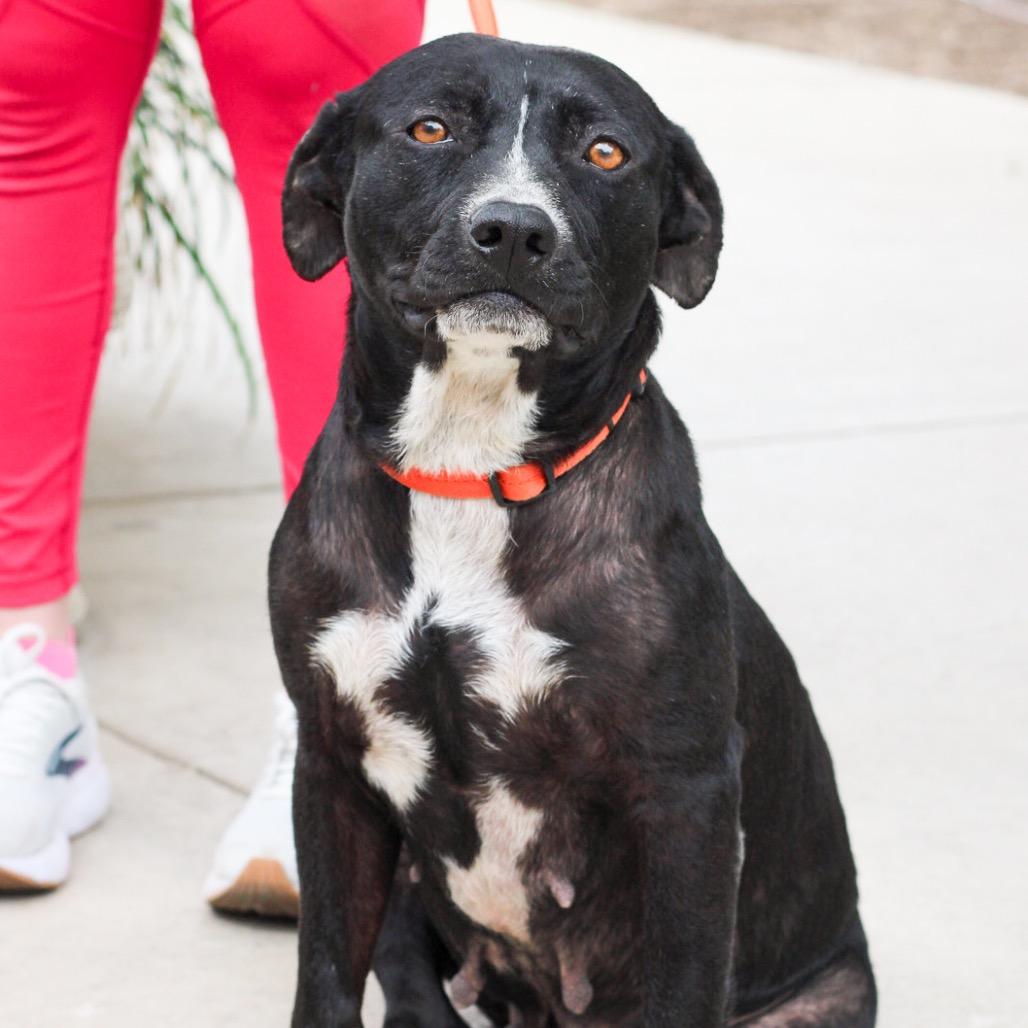 Enlarge Phoenix, a Adoptable American Staffordshire Terrier in San Antonio, TX image 4/5