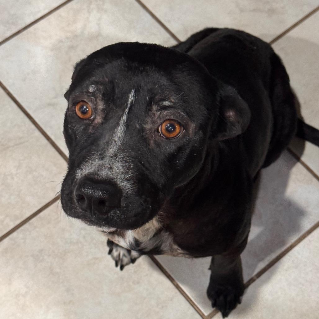 Enlarge Phoenix, a Adoptable American Staffordshire Terrier in San Antonio, TX image 4/4