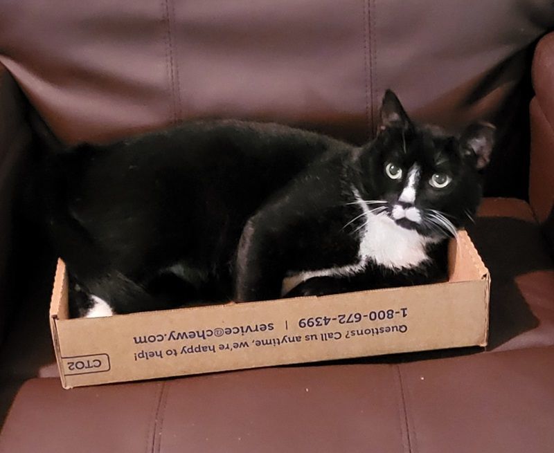 Enlarge Magic, a Adoptable Tuxedo in Miami Beach, FL image 1/1