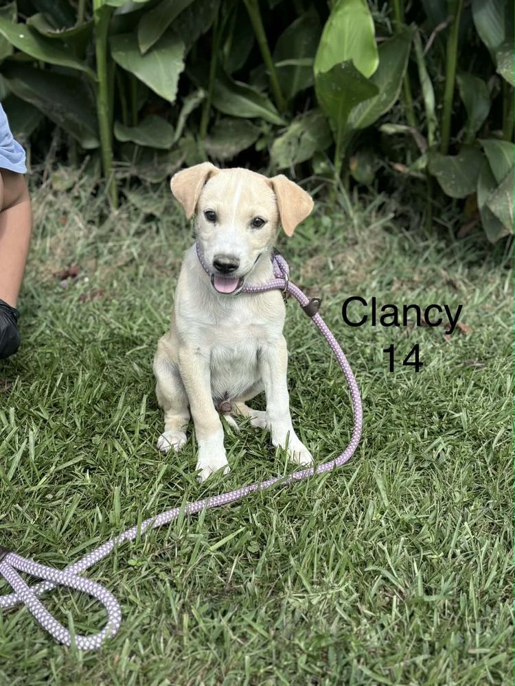 Enlarge Clancy, a Adoptable mixed breed in Norfolk, MA image 1/1