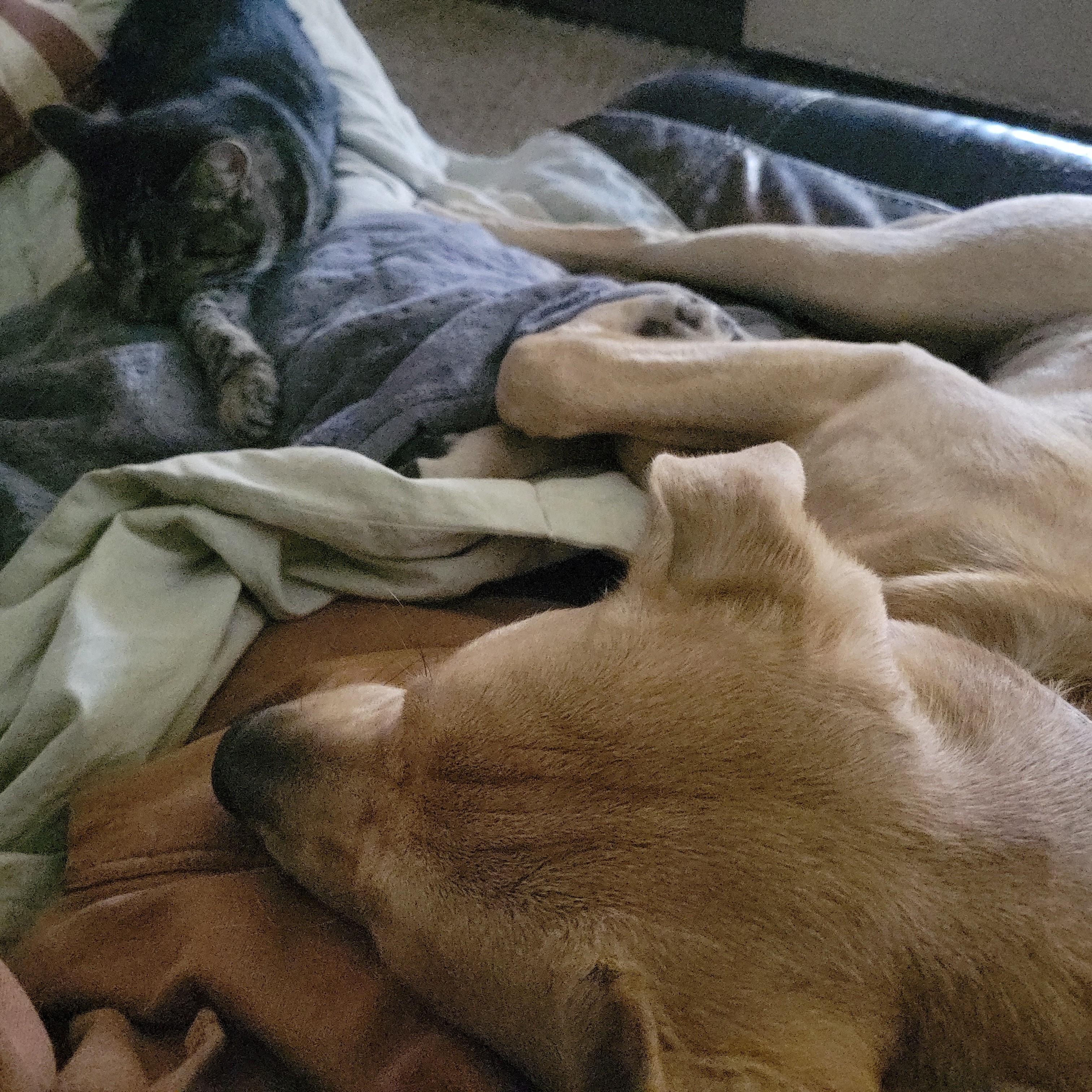 Enlarge Yams, a Adoptable mixed breed in Normal, IL image 3/5