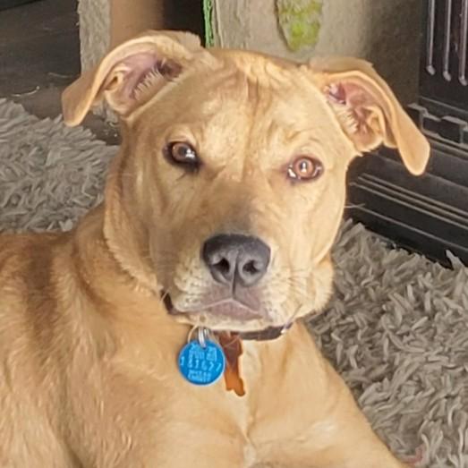 Yams, Adoptable, Young Female Labrador Retriever.