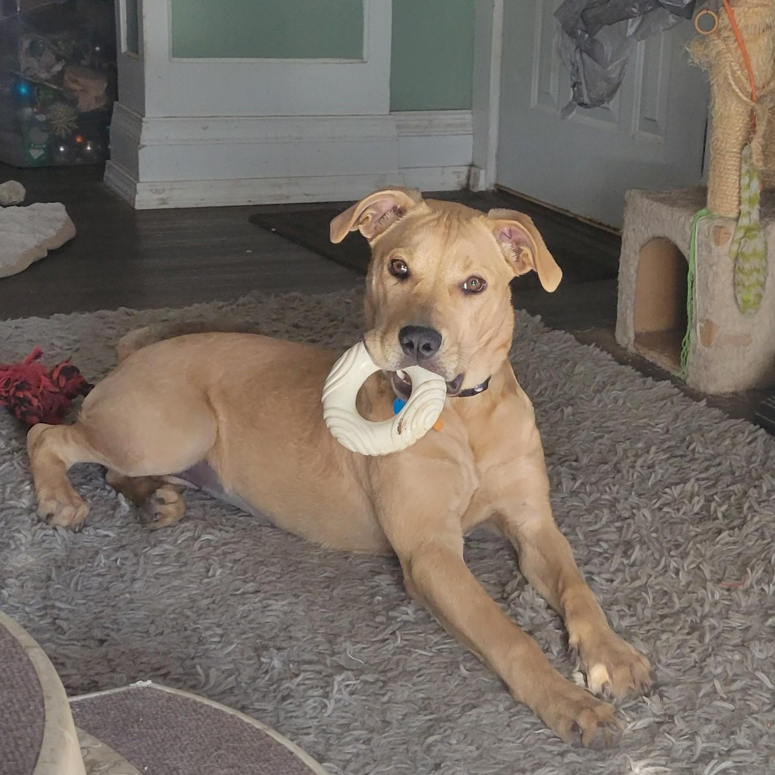 Enlarge Yams, a Adoptable mixed breed in Normal, IL image 4/5