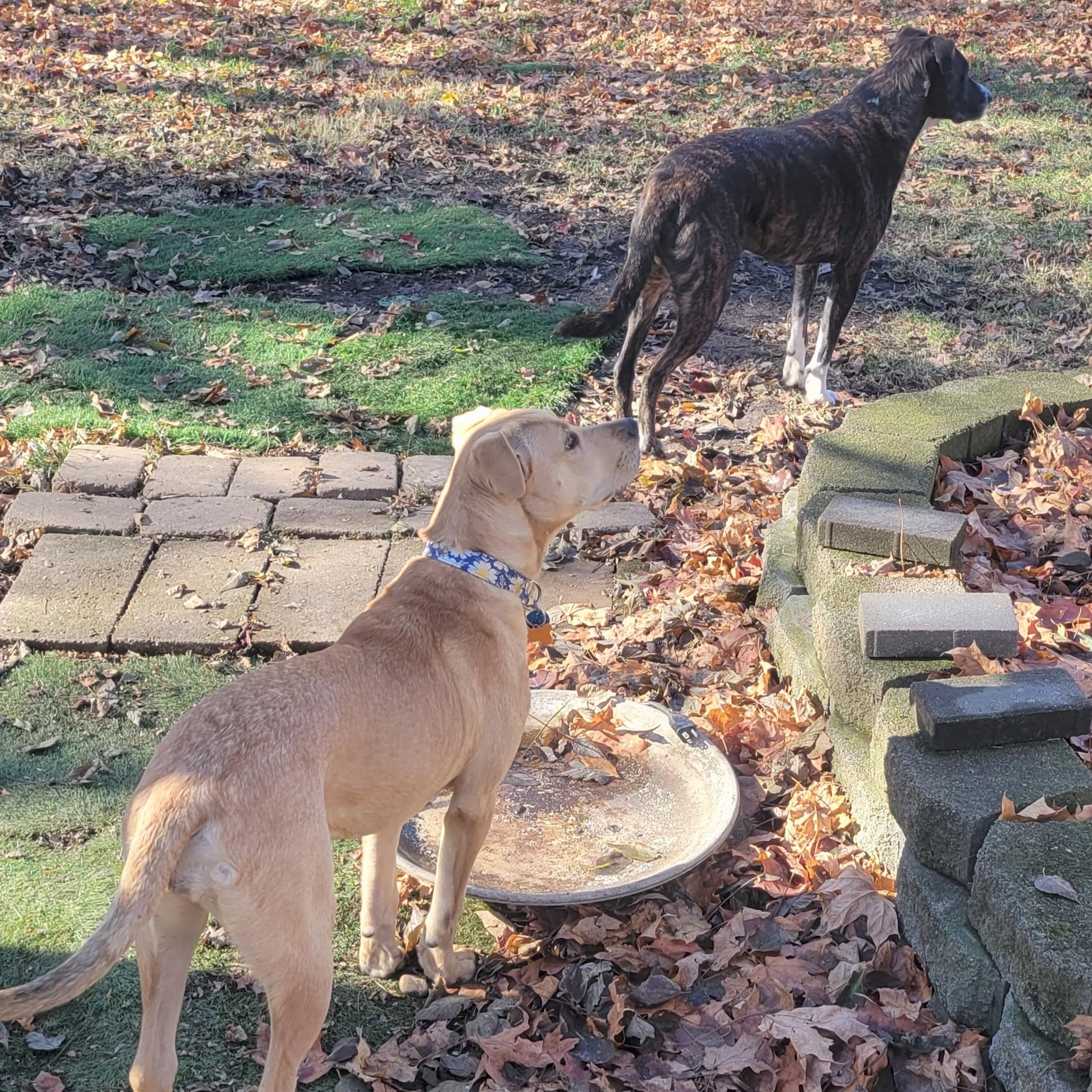 Enlarge Yams, a Adoptable mixed breed in Normal, IL image 2/5