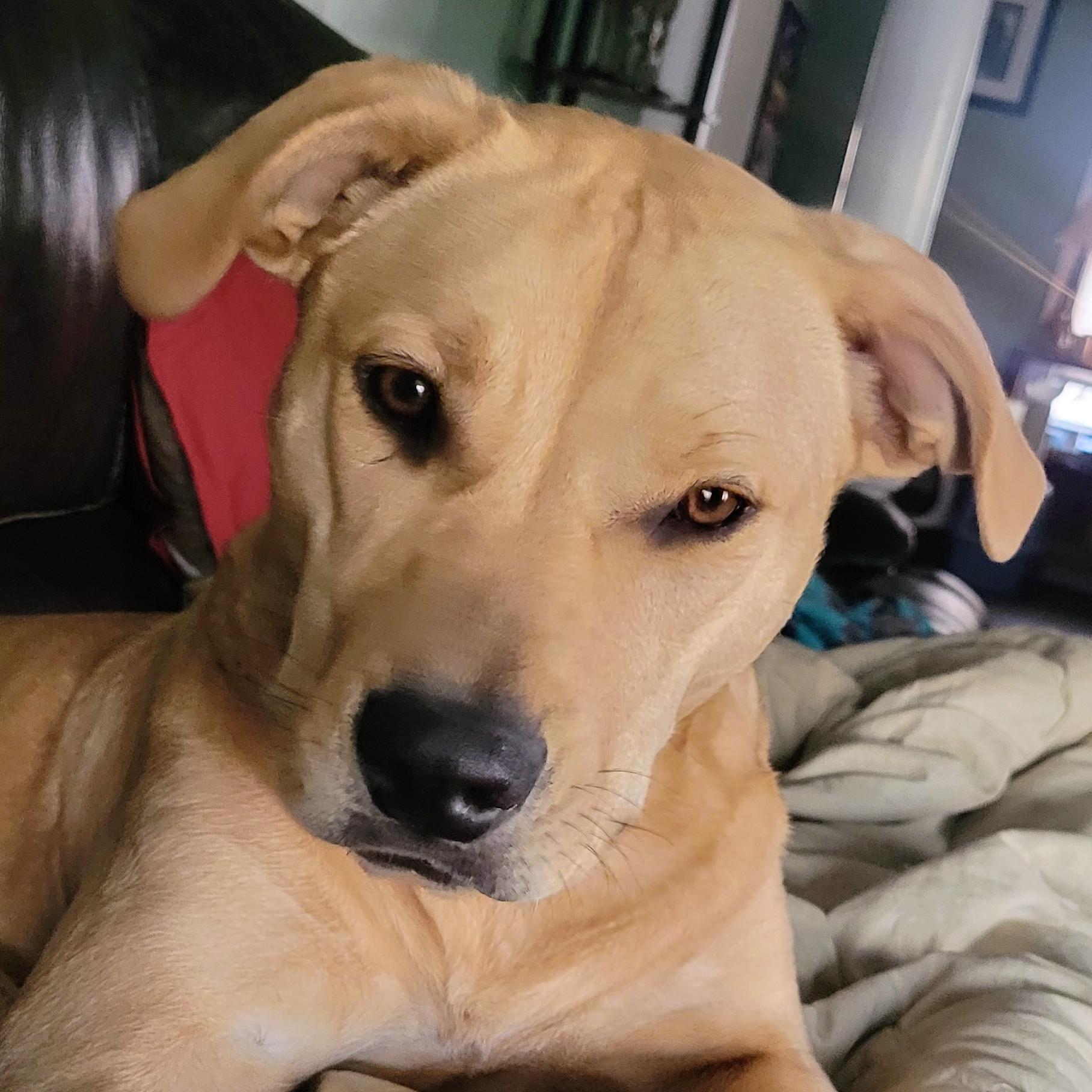 Yams, Adoptable, Young Female Labrador Retriever.