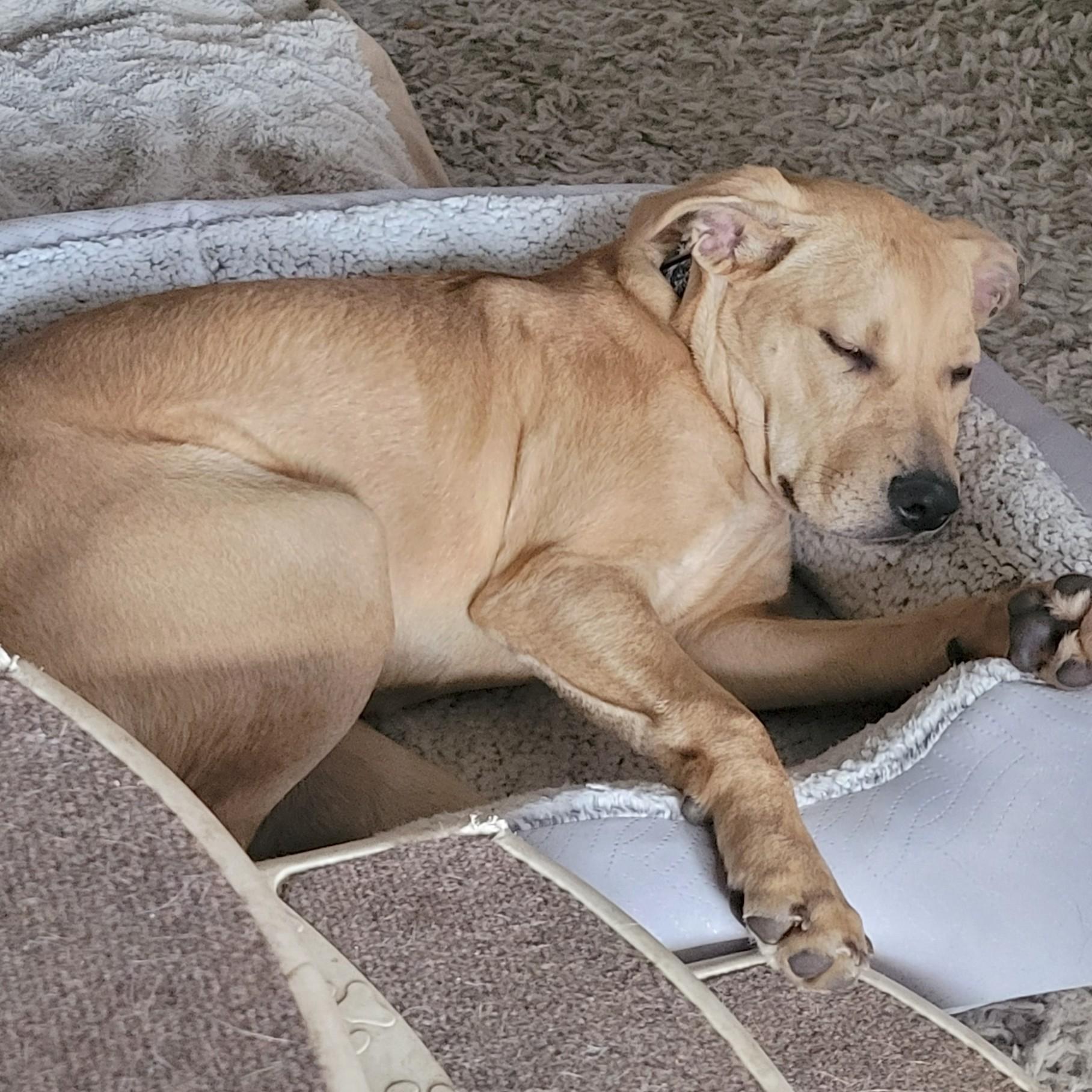 Enlarge Yams, a Adoptable mixed breed in Normal, IL image 5/5