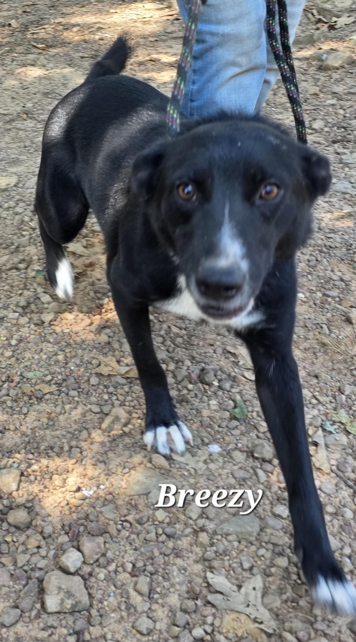 Breezy, Adoptable, Adult Female Shepherd & Border Collie.