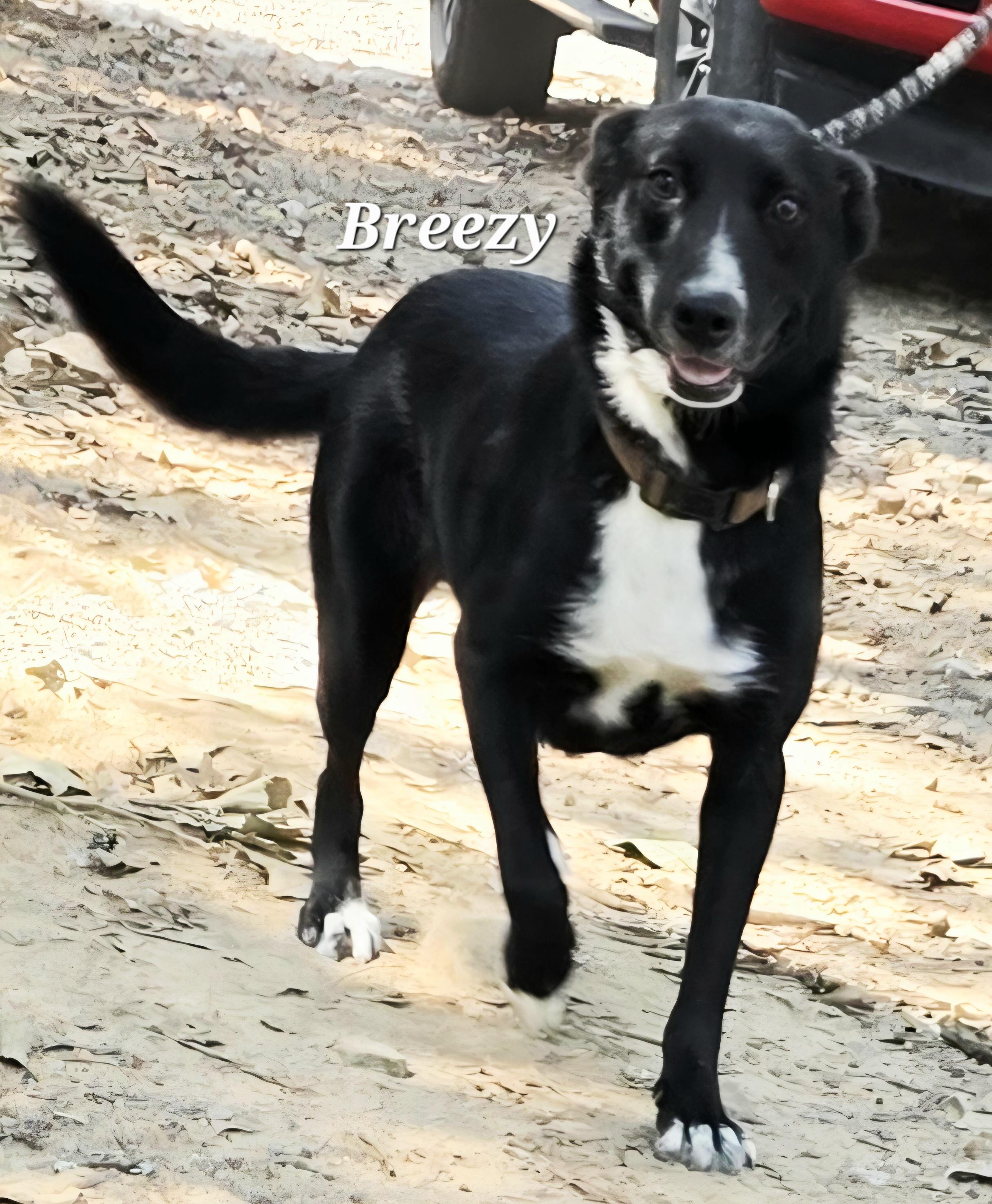 Breezy, a Adoptable mixed breed in Warren, RI image 2/3