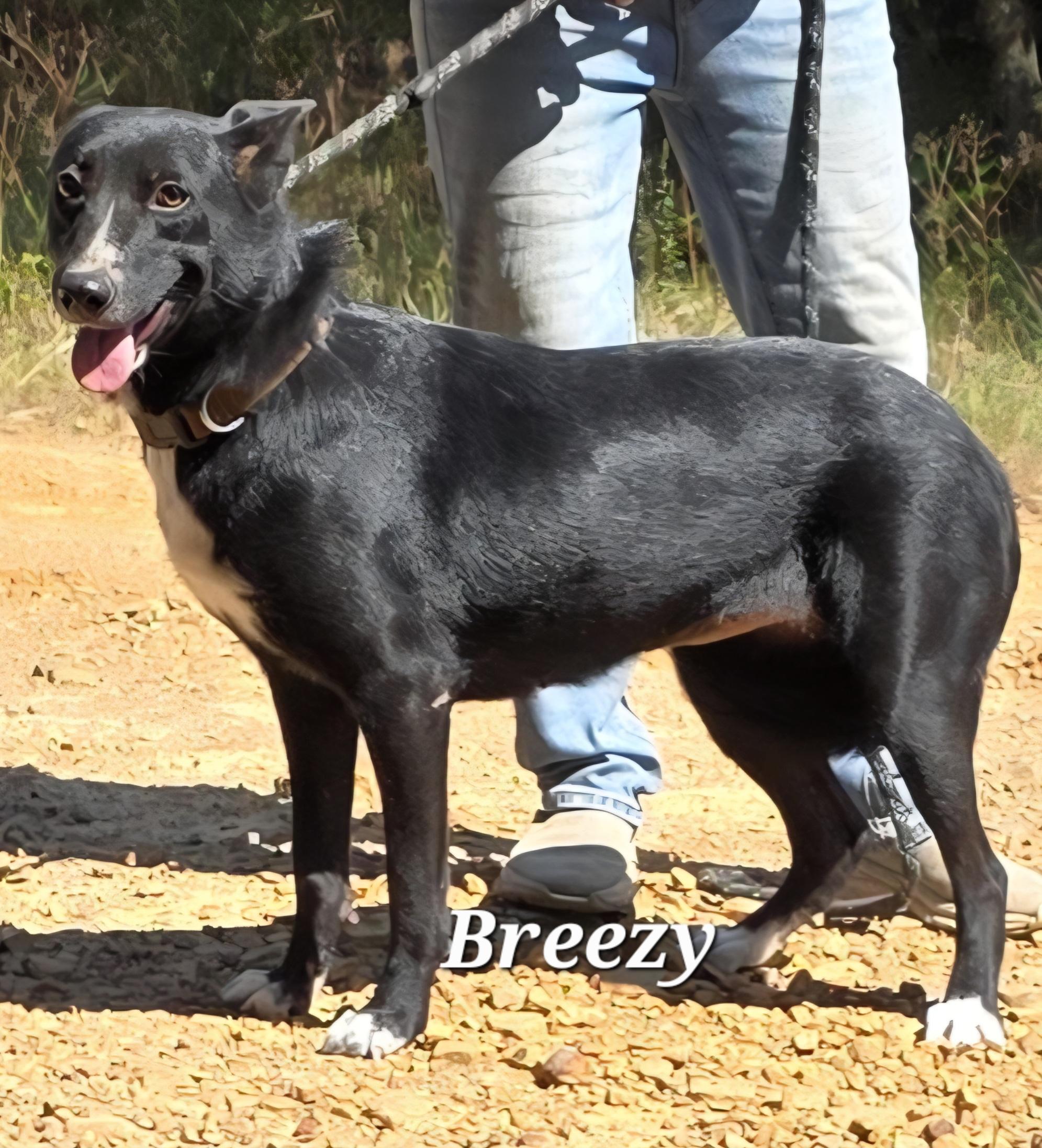 Breezy, a Adoptable mixed breed in Warren, RI image 3/3