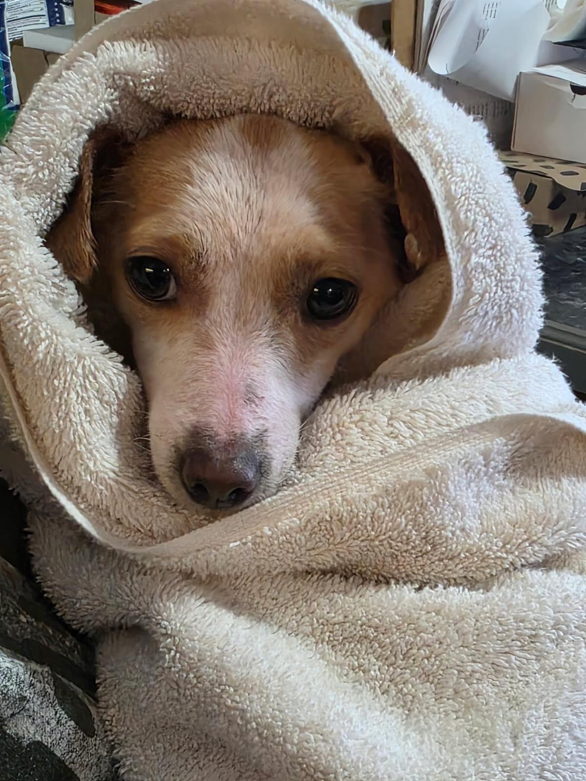 Enlarge Tippi, an adopted Chihuahua in Temple, TX image 2/2