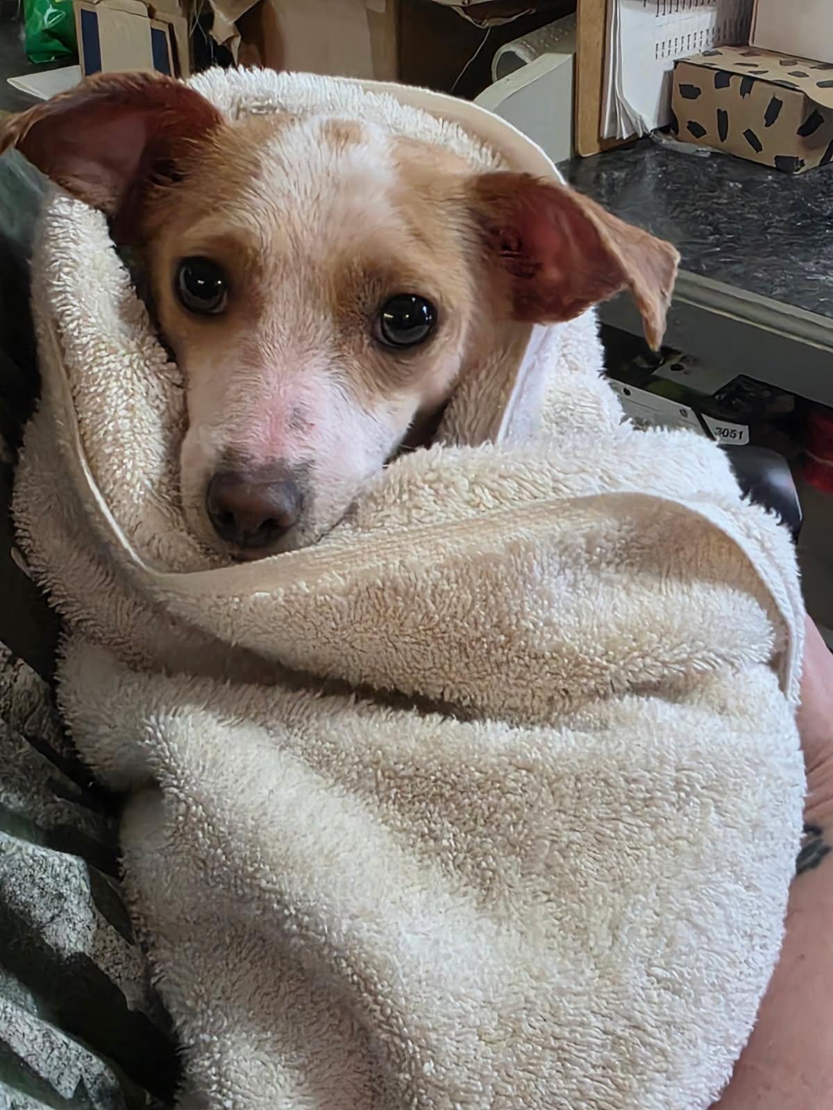 Enlarge Tippi, an adopted Chihuahua in Temple, TX image 1/2