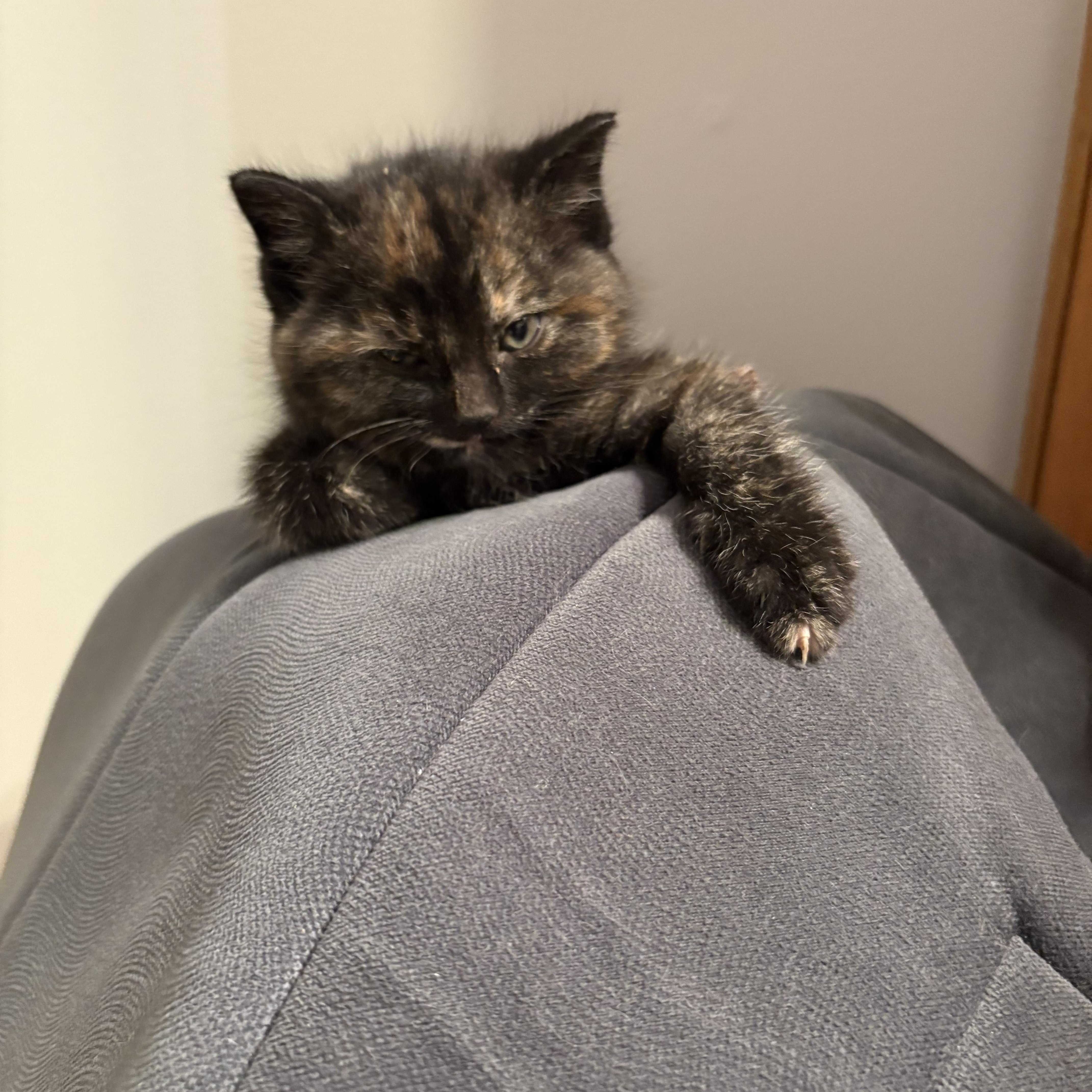 Enlarge Posey, a ADOPTABLE Tortoiseshell in Big Rapids, MI image 1/3