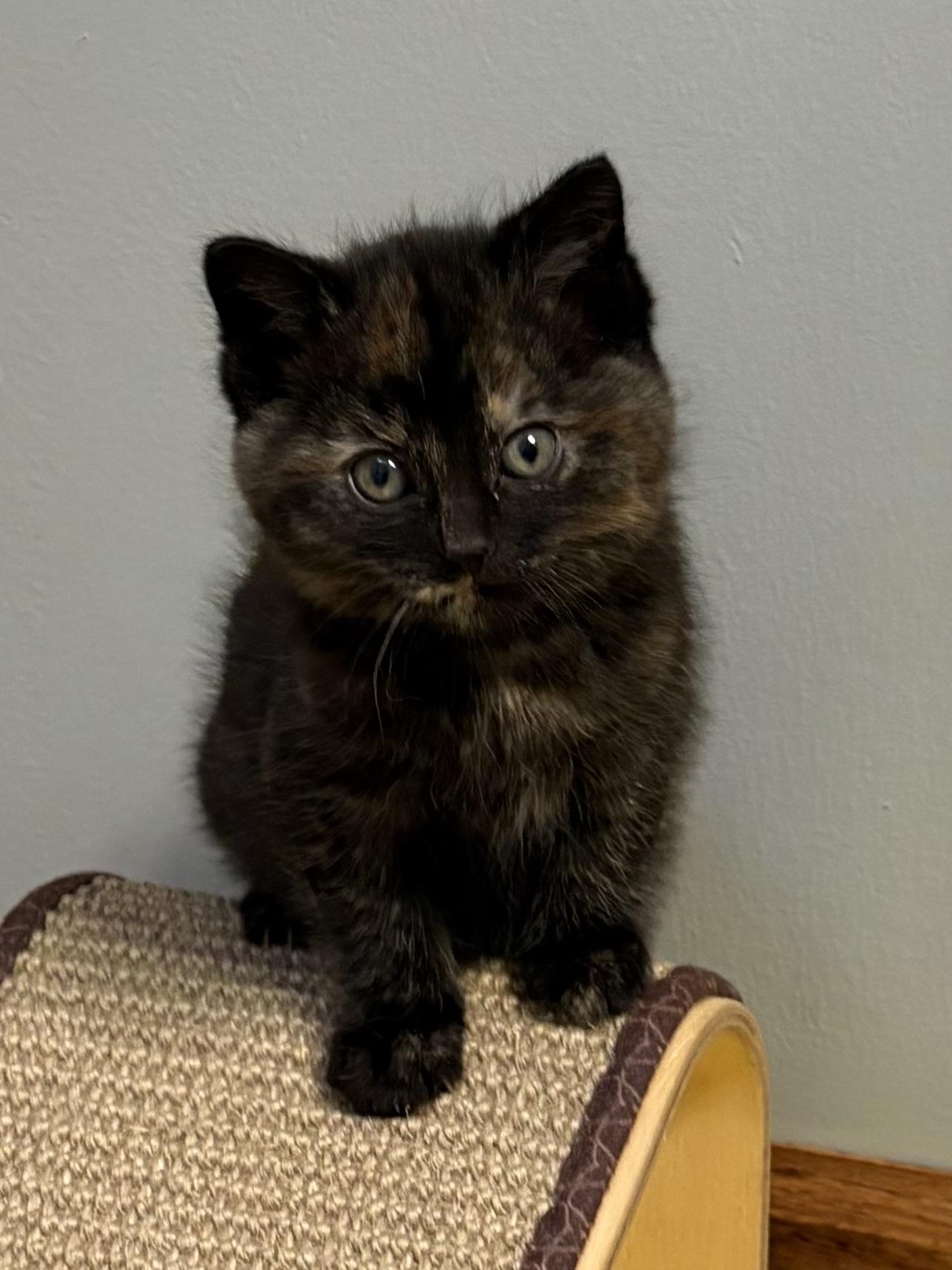 Enlarge Posey, a ADOPTABLE Tortoiseshell in Big Rapids, MI image 2/3