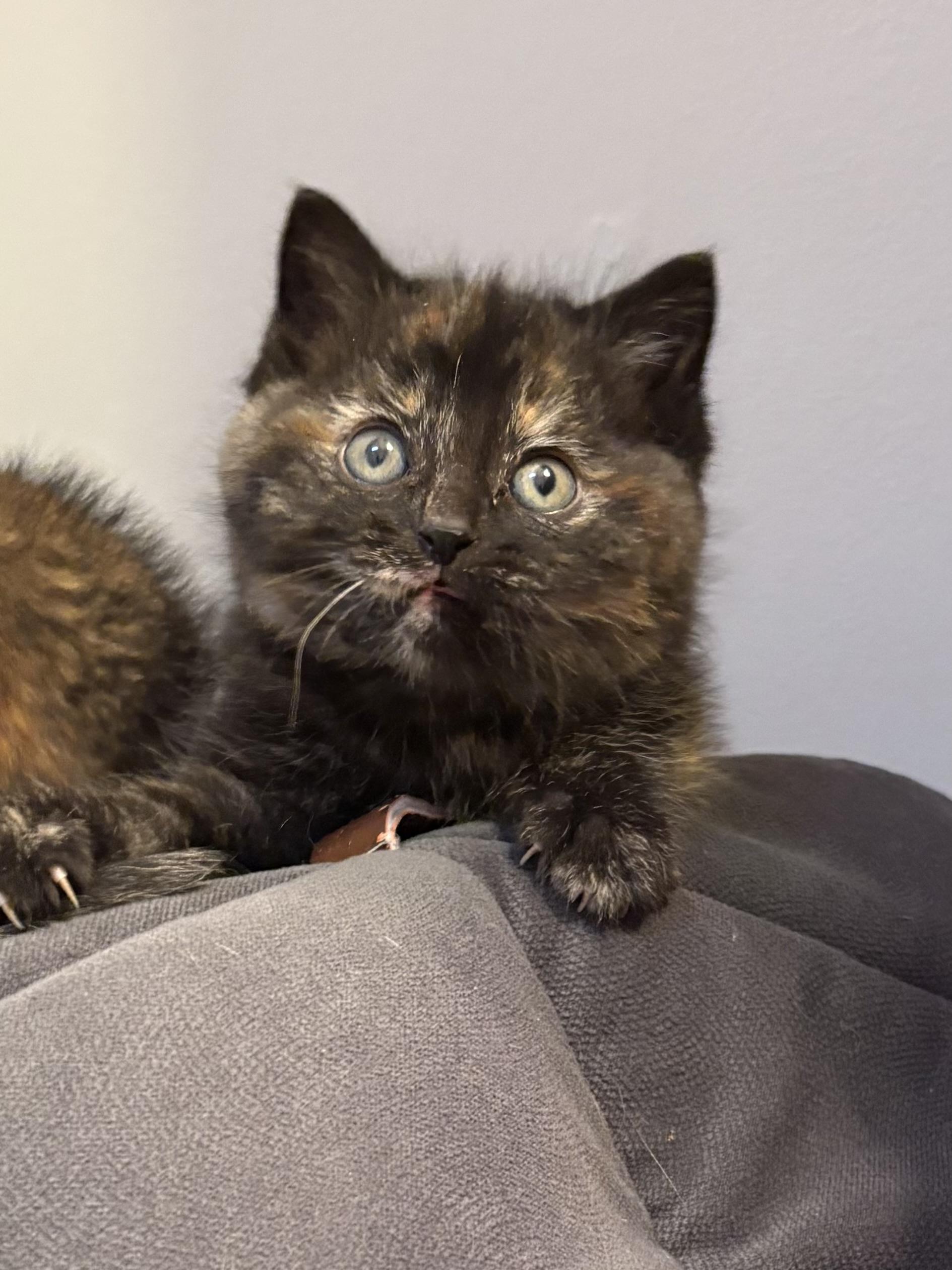 Enlarge Posey, a ADOPTABLE Tortoiseshell in Big Rapids, MI image 3/3