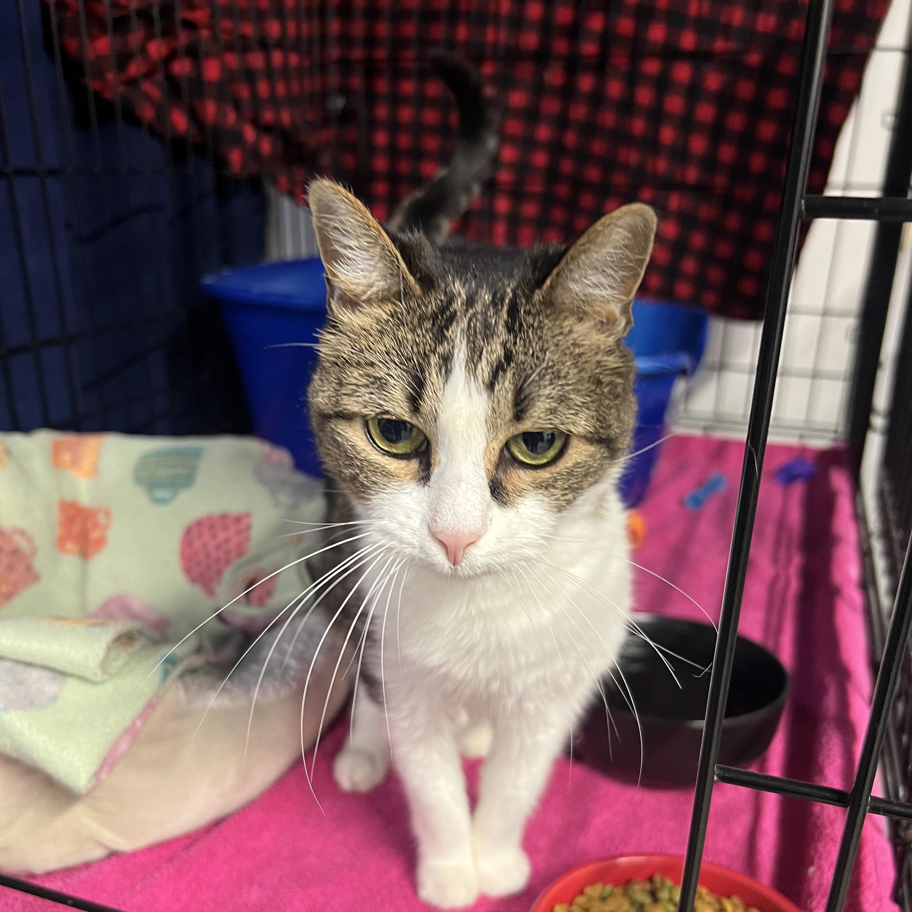 Bella, Adoptable, Senior Female Domestic Short Hair.
