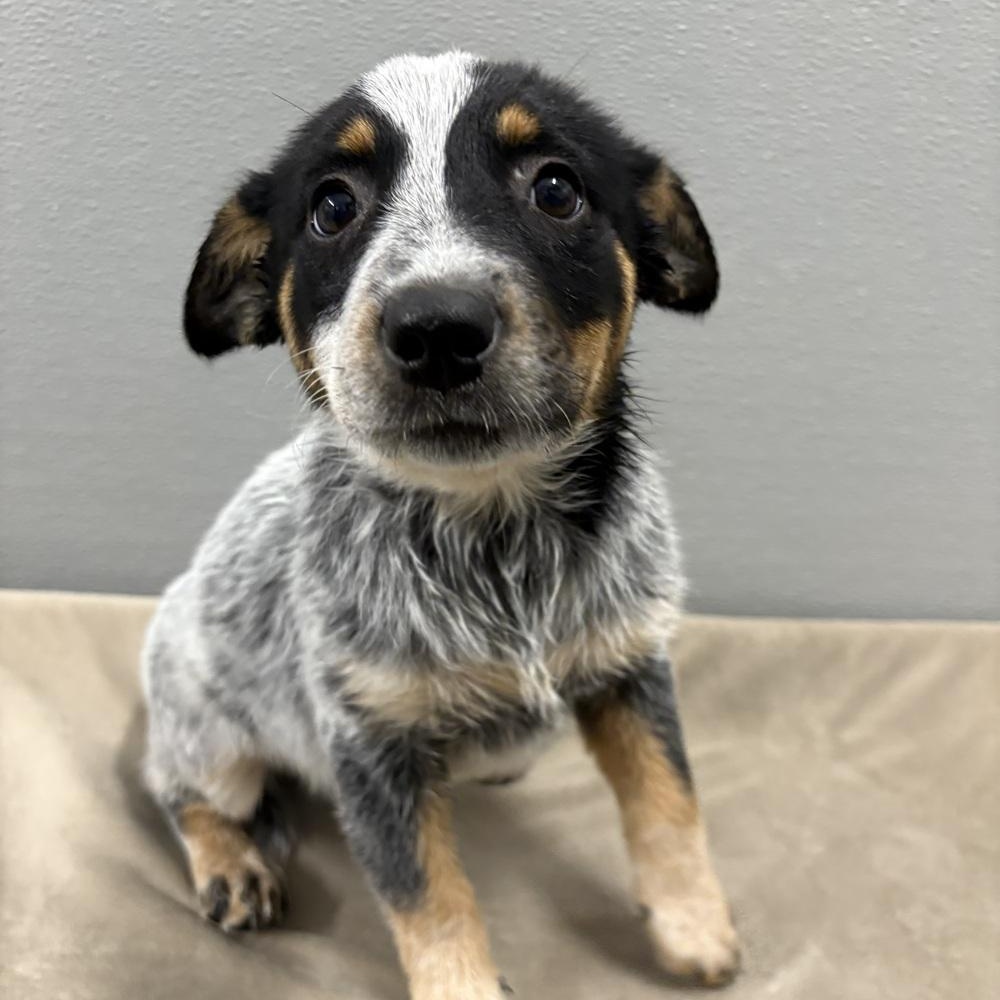 Willow, an adopted mixed breed in Aurora, NE image 2/2