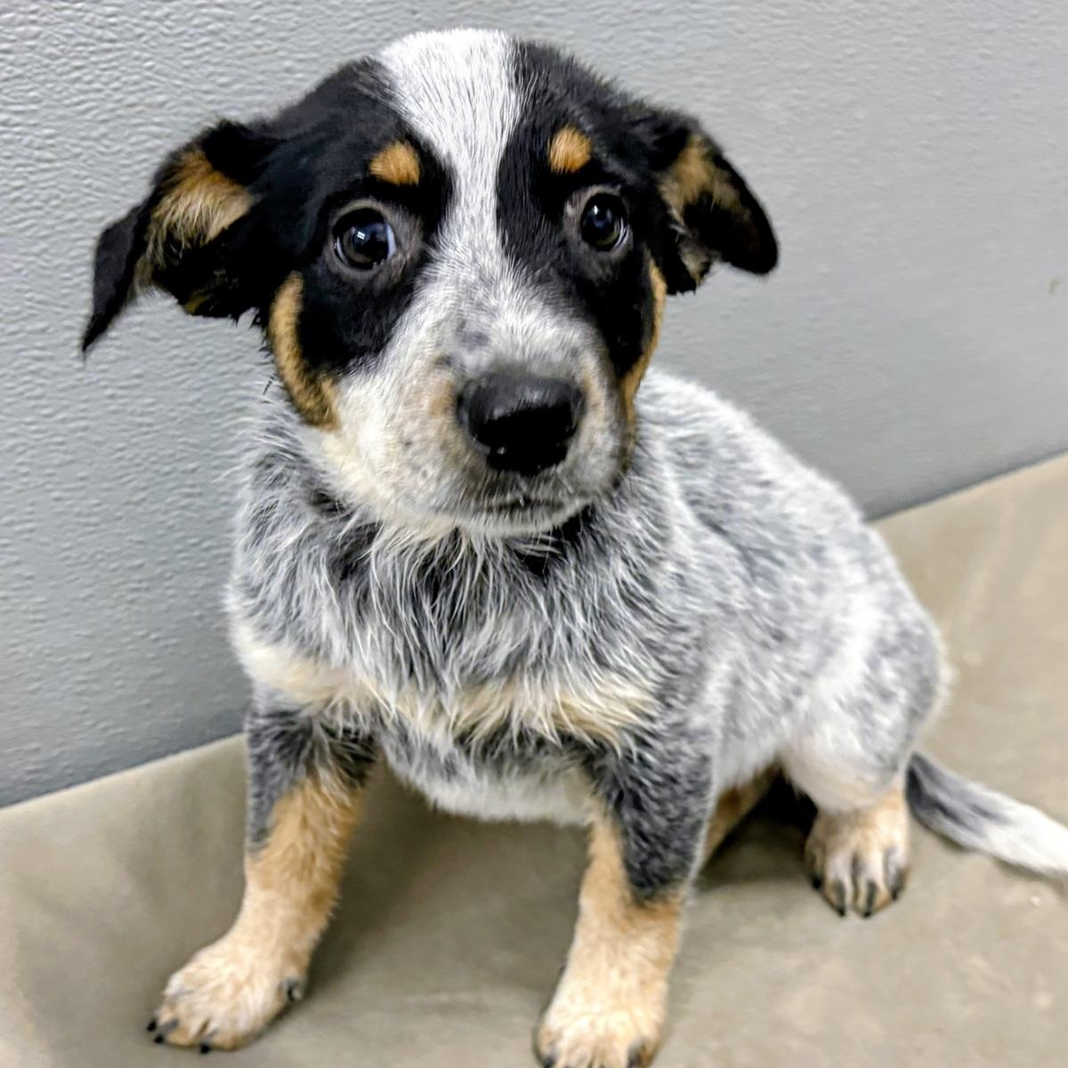 Willow, adopted, Puppy Female Australian Cattle Dog / Blue Heeler.